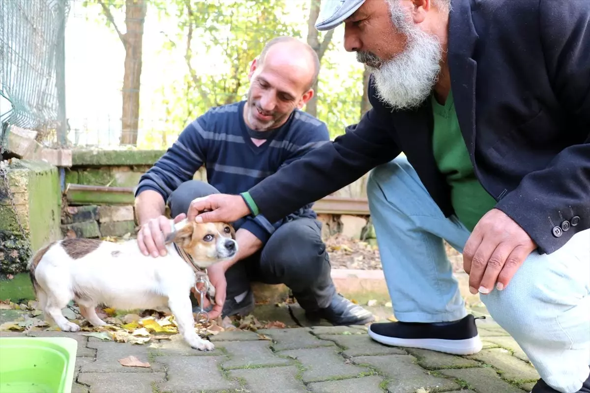 Nefessiz kalan köpeği kalp masajıyla hayata döndürdü