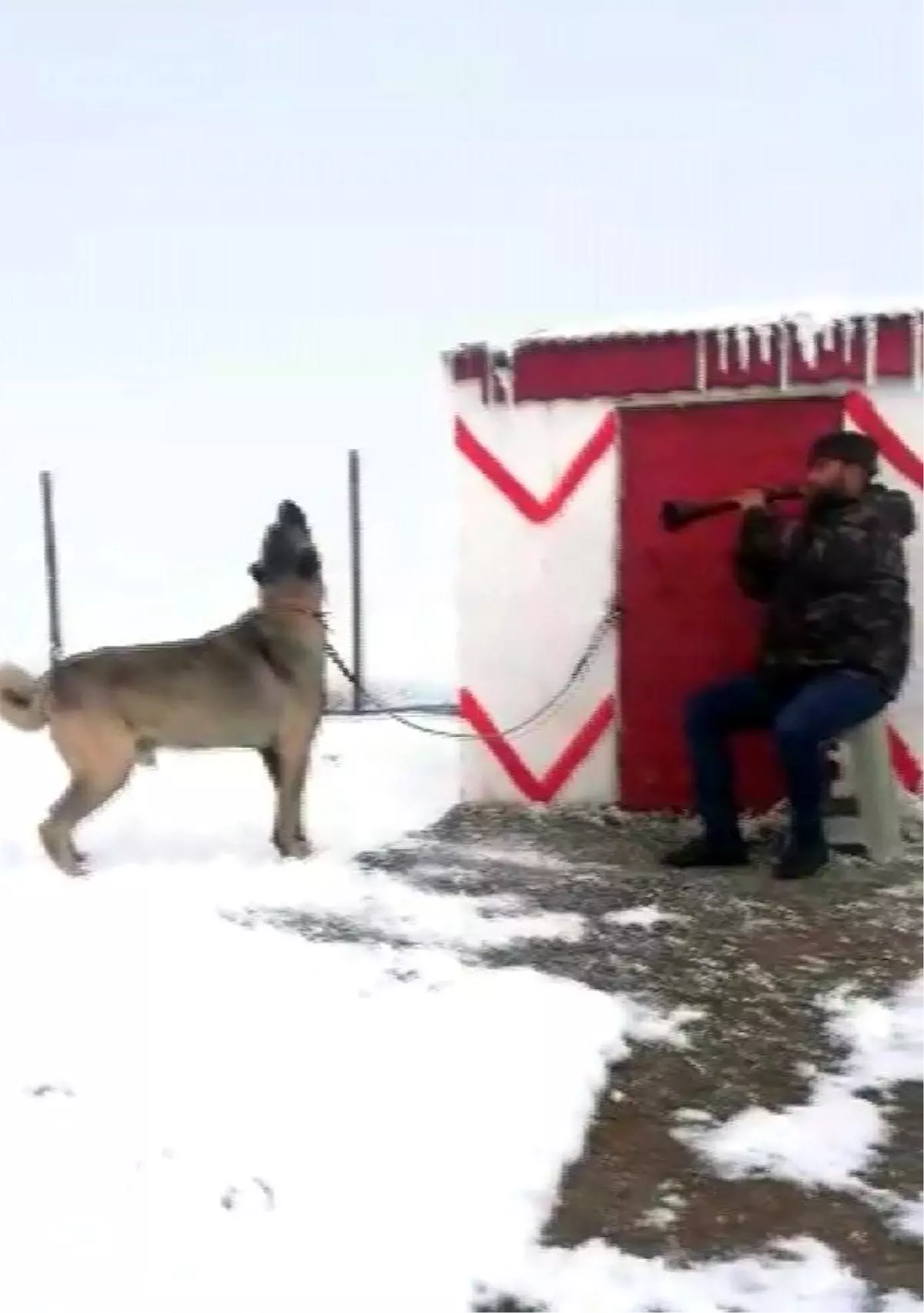 Zurnaya eşlik eden Kangal köpeğine sosyal medyada büyük beğeni