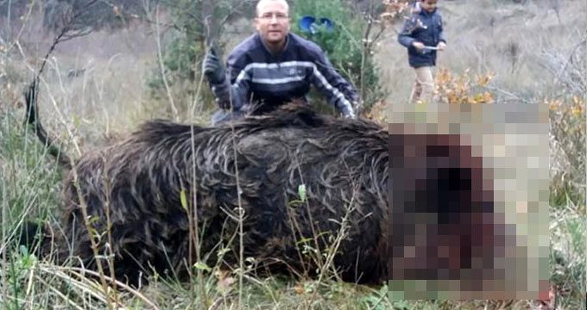 300 kilo ağırlığında domuz avladılar