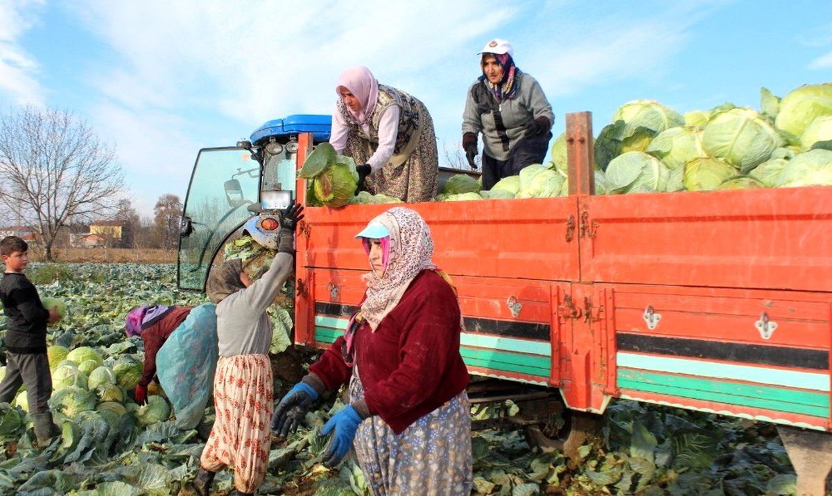 Ayaz gören lahanada satışlar arttı