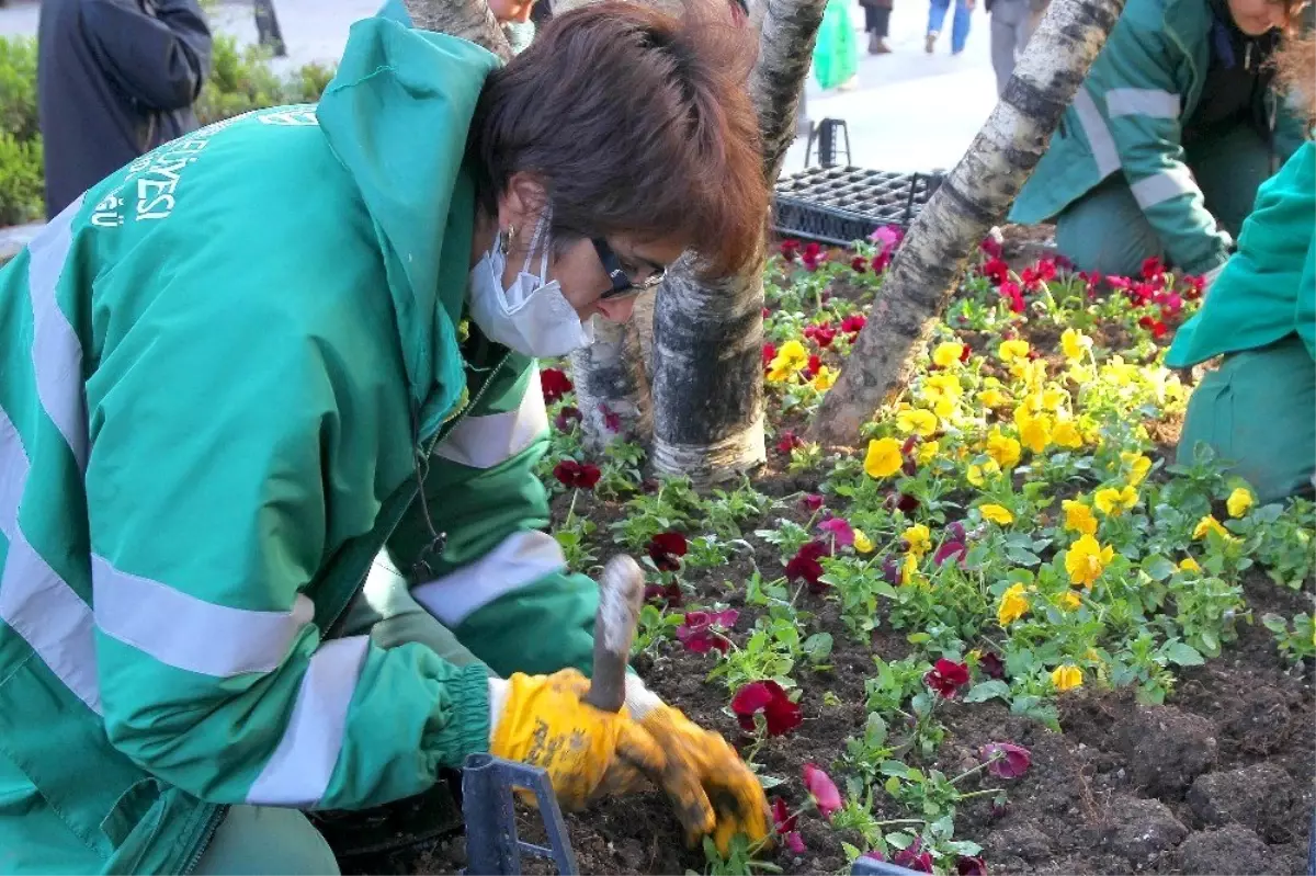 Çankaya parklarına 370 bin kışlık çiçek