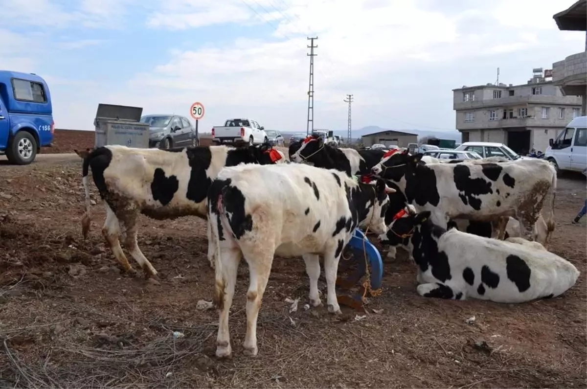 Damızlık Düve Desteklemeleri başladı