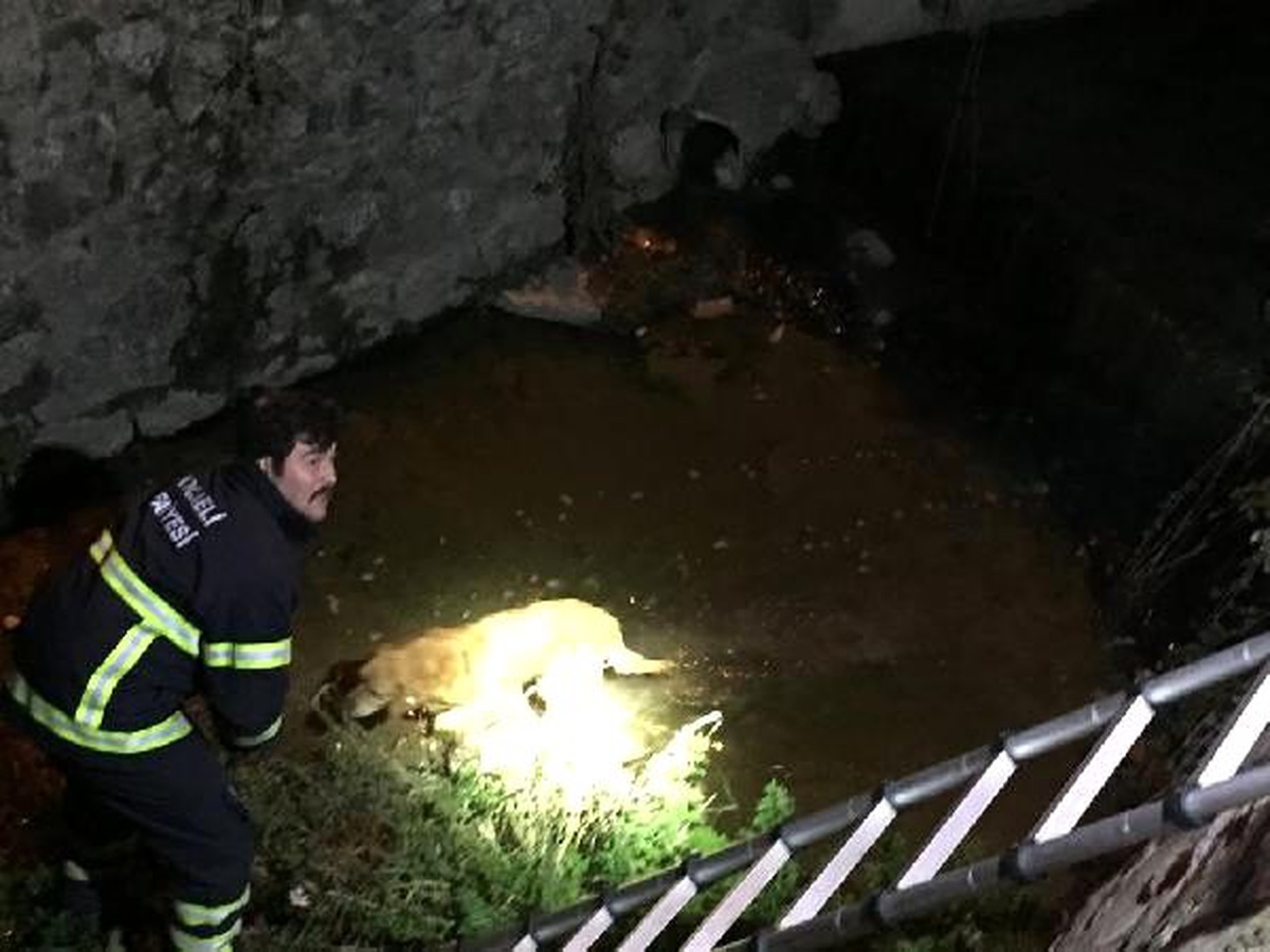 Dere yatağına düşen köpeği itfaiye ekipleri kurtardı