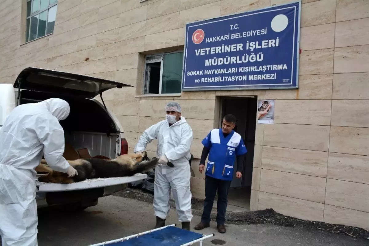 Hakkari\'de 2 günde 100 hayvan kısırlaştırıldı