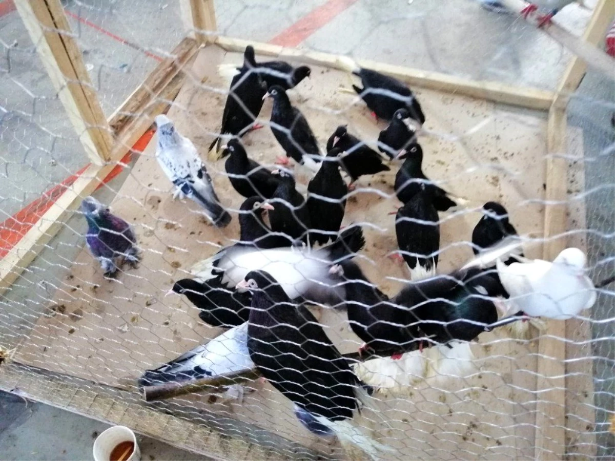 Hayrabolu\'da güvercin festivali düzenlendi