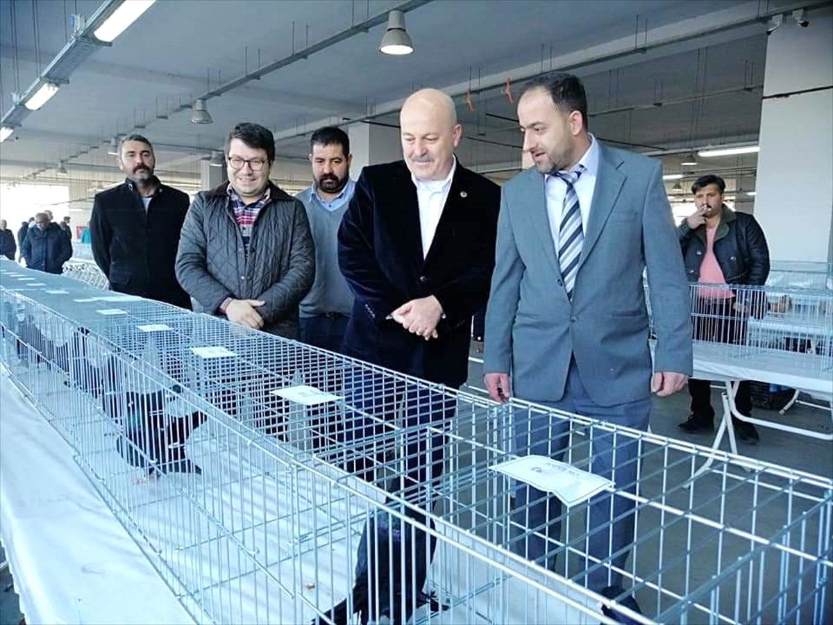 Hayrabolu\'da "Güvercin ve Kanatlı Hayvan Festivali" düzenlendi