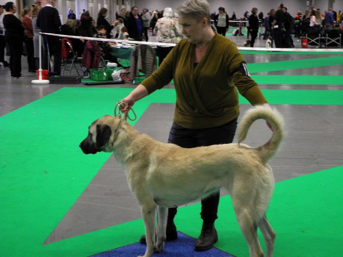 İsveç\'te köpek fuarı düzenlendi