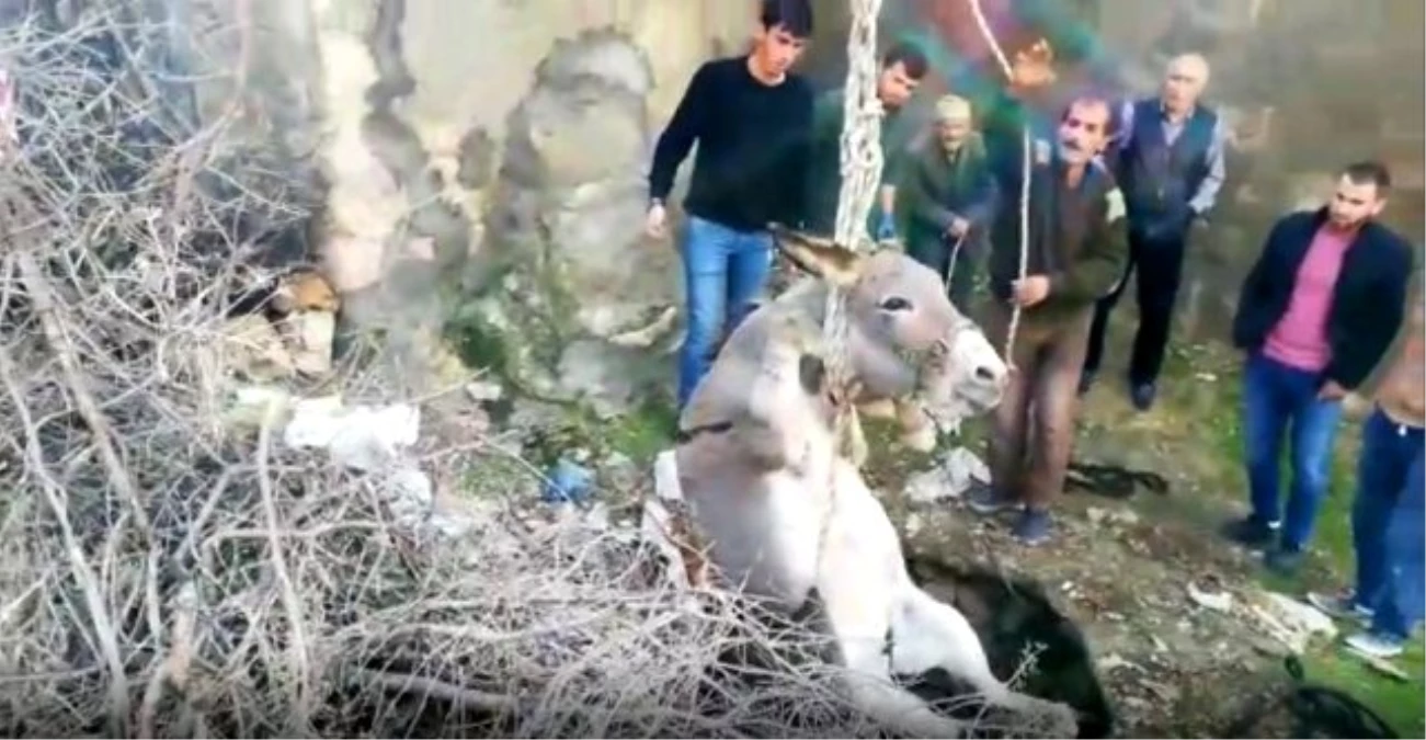 Kuyuya düşen eşek iş makinesi yardımıyla kurtarıldı