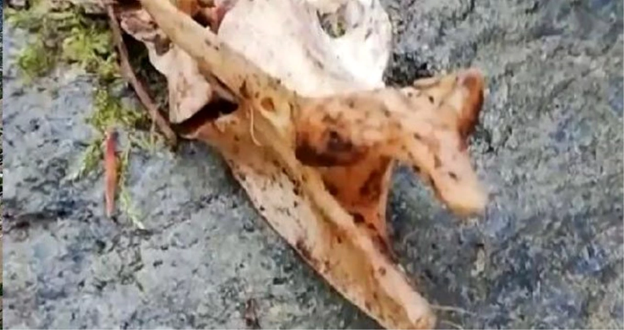 Trabzon\'da 1,5 metre uzunluğunda, 2 ayaklı hayvan iskeleti bulundu