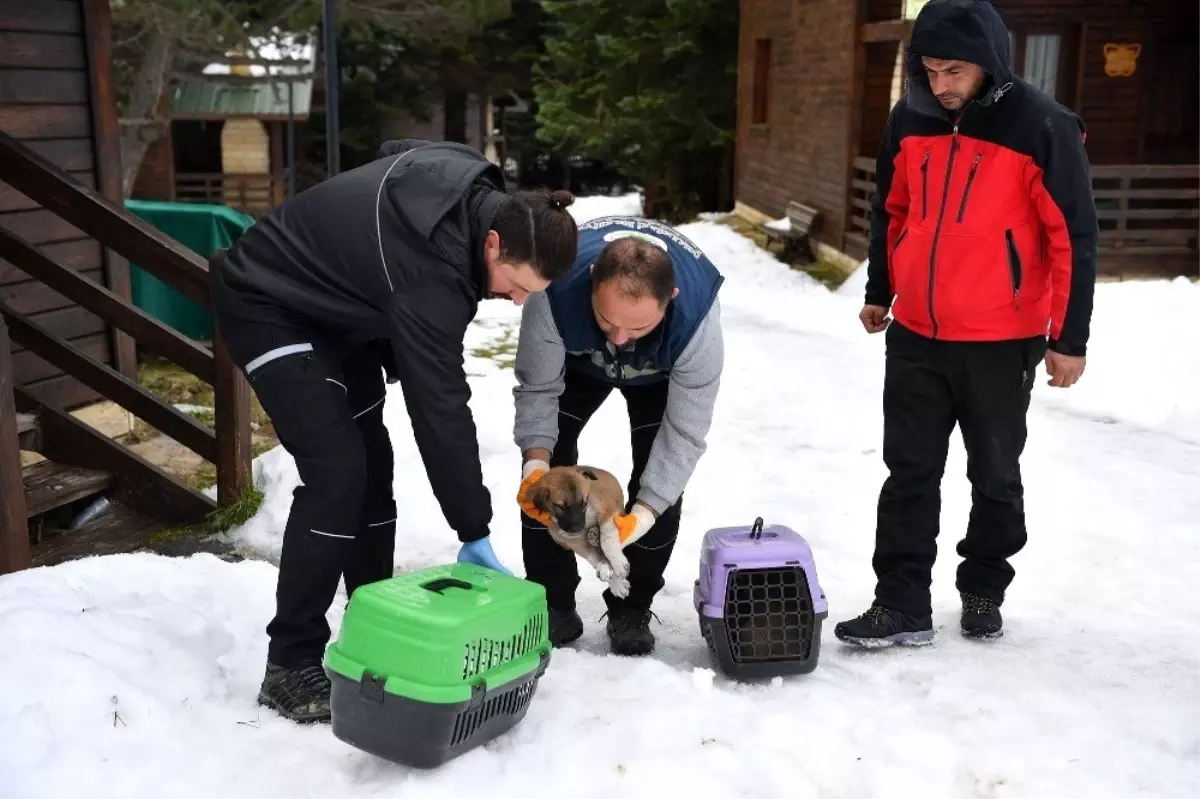 Uludağ\'da yavru köpekler donmaktan kurtarıldı