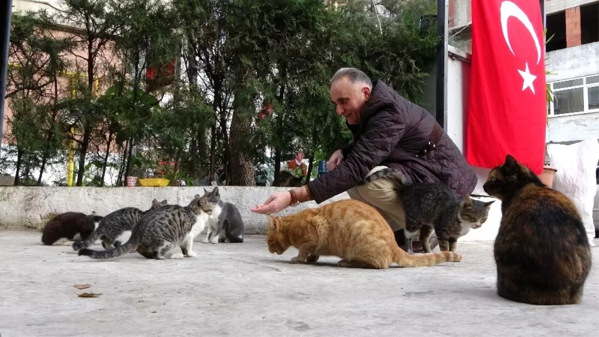 Bu iş yerinin kapısı 15 yıldır sokak kedilerine açık