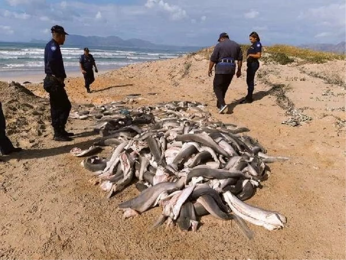 Güney Afrika\'da başları kesilmiş onlarca yavru köpek balığı bulundu