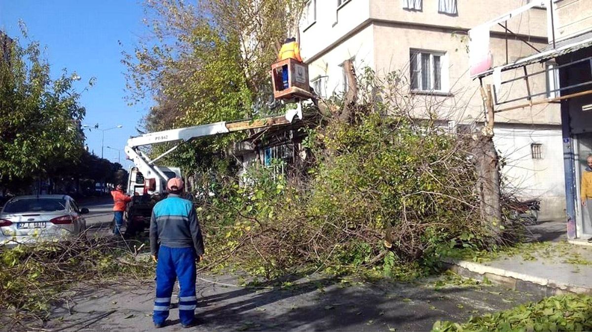 Kilis\'te cadde ve yollardaki ağaçların budanmasına başlandı