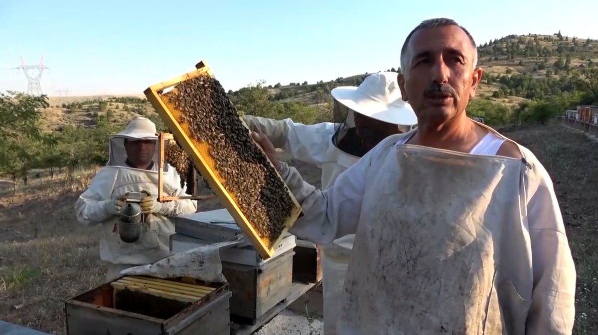 Lavanta balı yeni gelir kapısı oldu: kilosu 150 lira