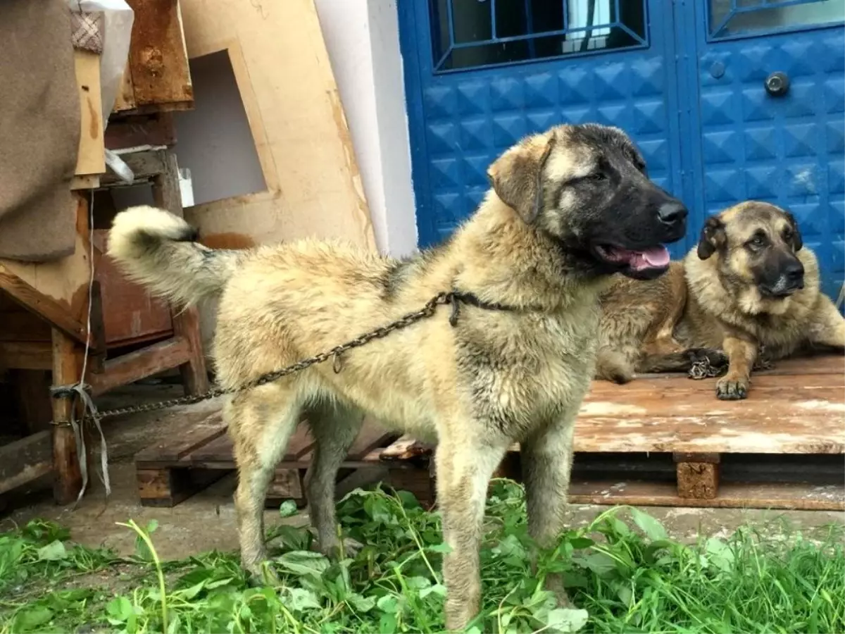 Sahipli köpeği av tüfeğiyle öldürdüler