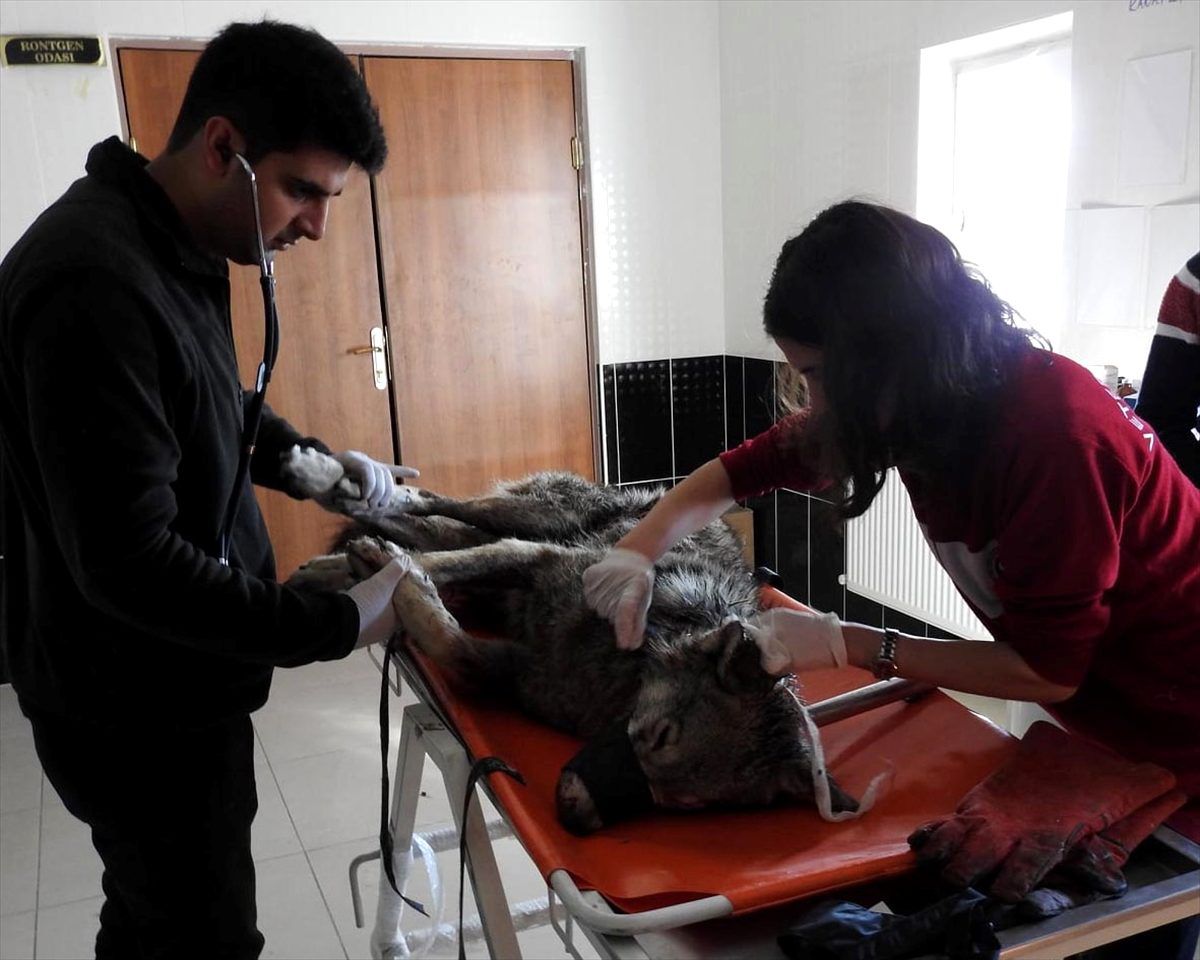 Ardahan\'da yaralı bulunan kurt tedavi altına alındı