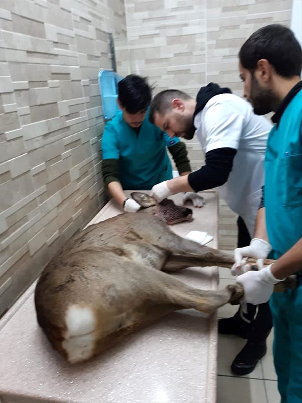 Düzce\'de yaralı karaca tedavi altına alındı