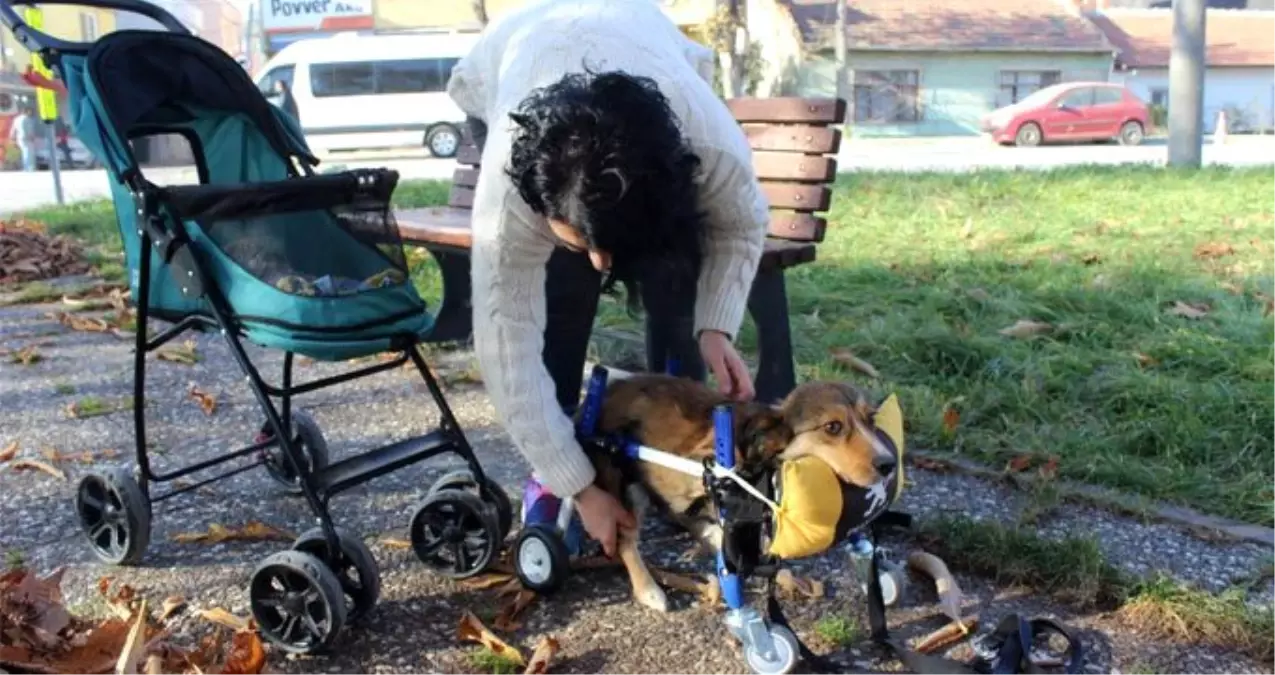 Felçli köpek, özel yaptırılan yürüteç sayesinde ilk adımlarını atmaya başladı