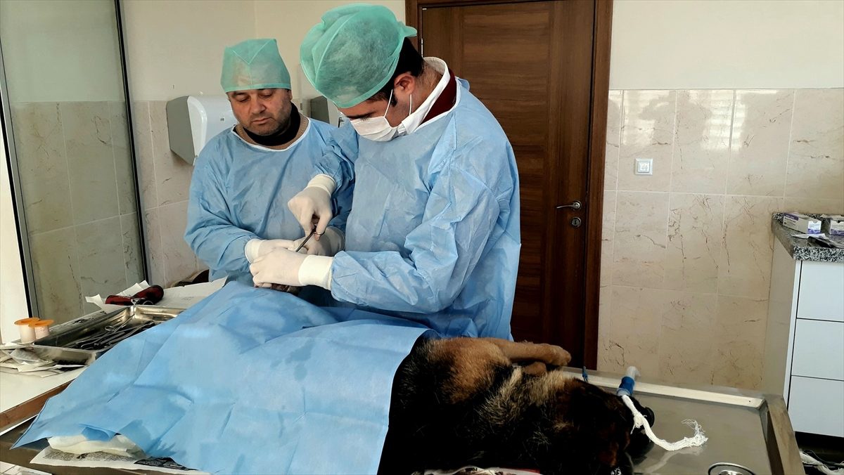 İnegöl Belediyesinden sokak hayvanlarına tedavi desteği