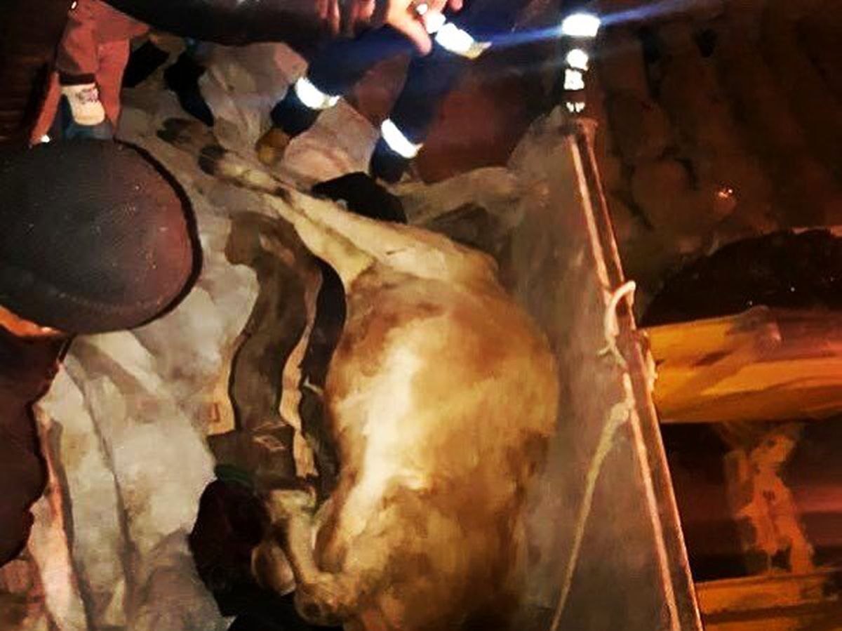 Kayalıklardan düşen ineği itfaiye kurtardı