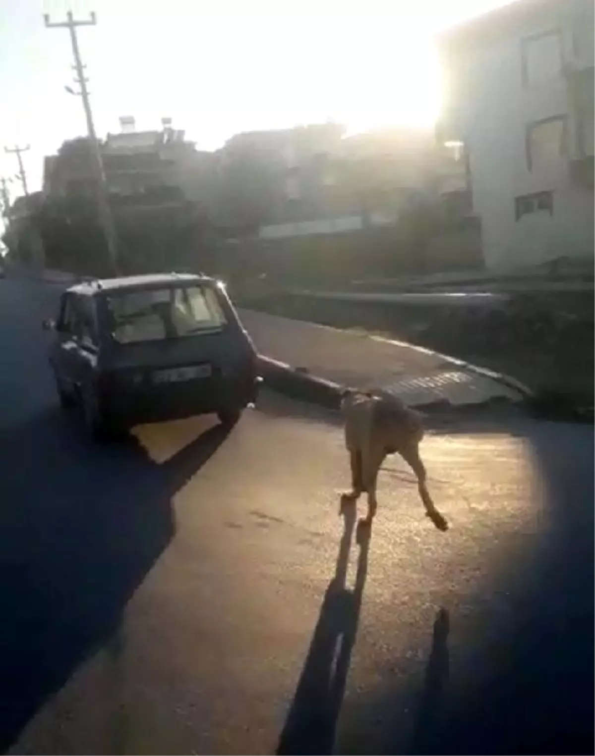 Köpeği otomobile bağlayıp, koşturdu