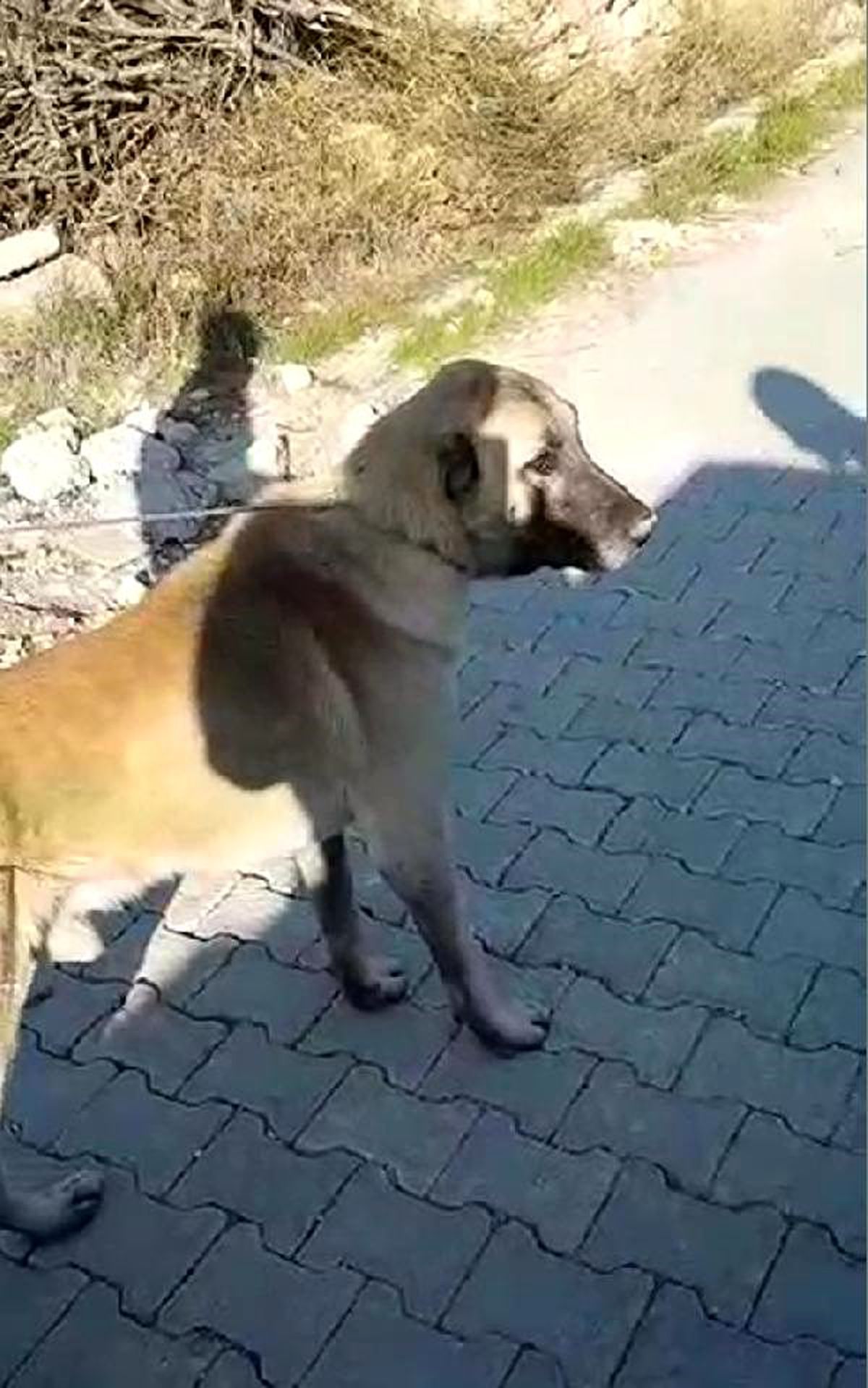 Köpeği otomobile bağlayıp, koşturdu (2)