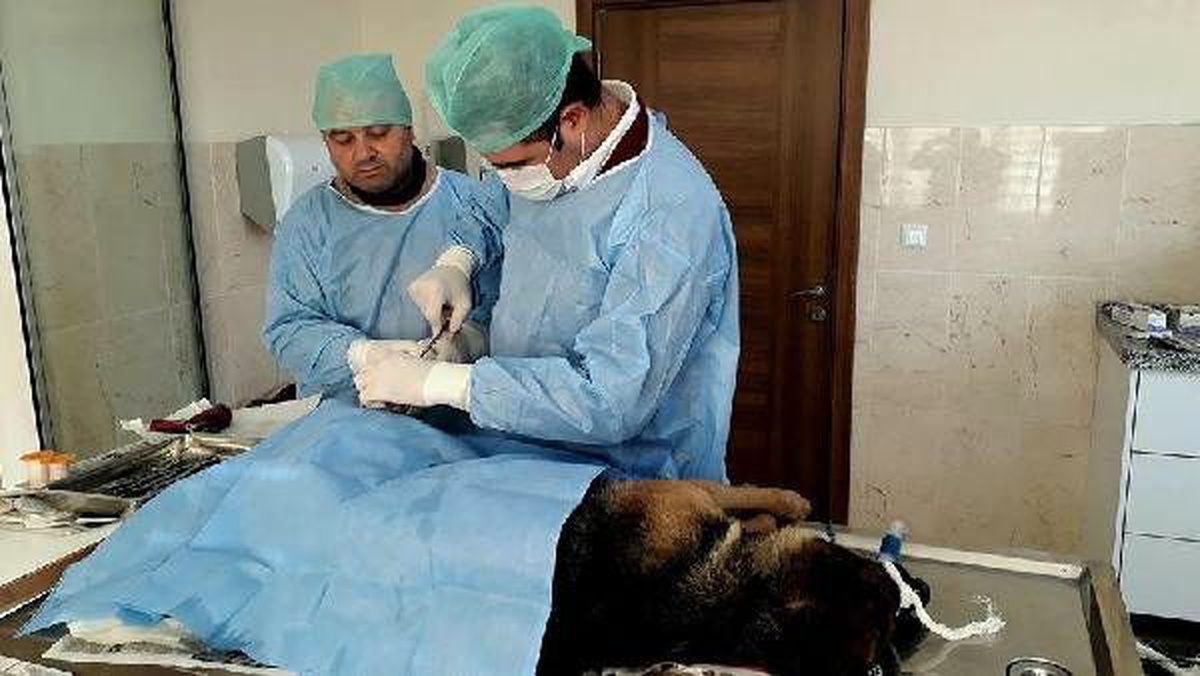 Köpek yavruları yaralı annelerinin başından ayrılmadı (2)
