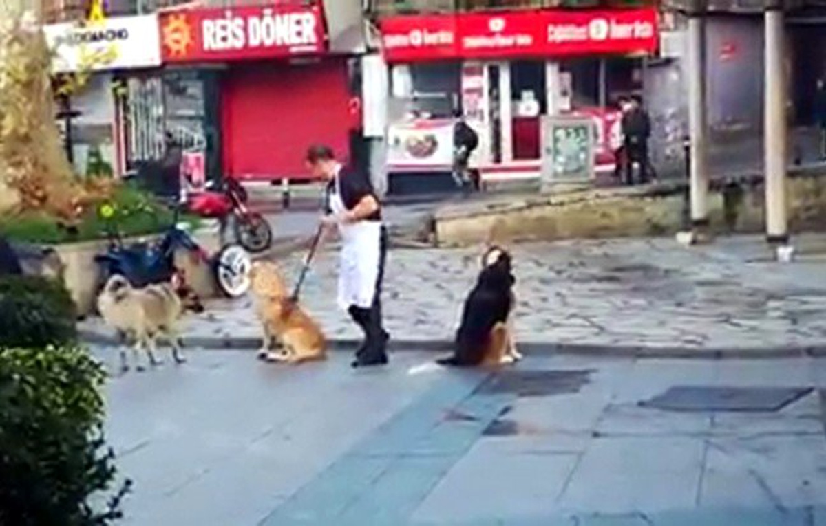 (Özel) Vatandaşın süpürge ile masaj yaptığı köpeklerin iç ısıtan halleri kamerada