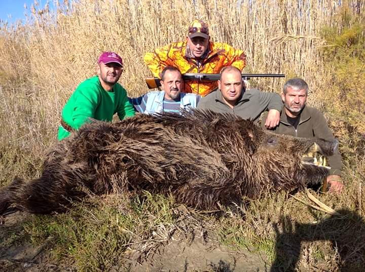 Sökeli avcılar 250 kiloluk domuzu avladı