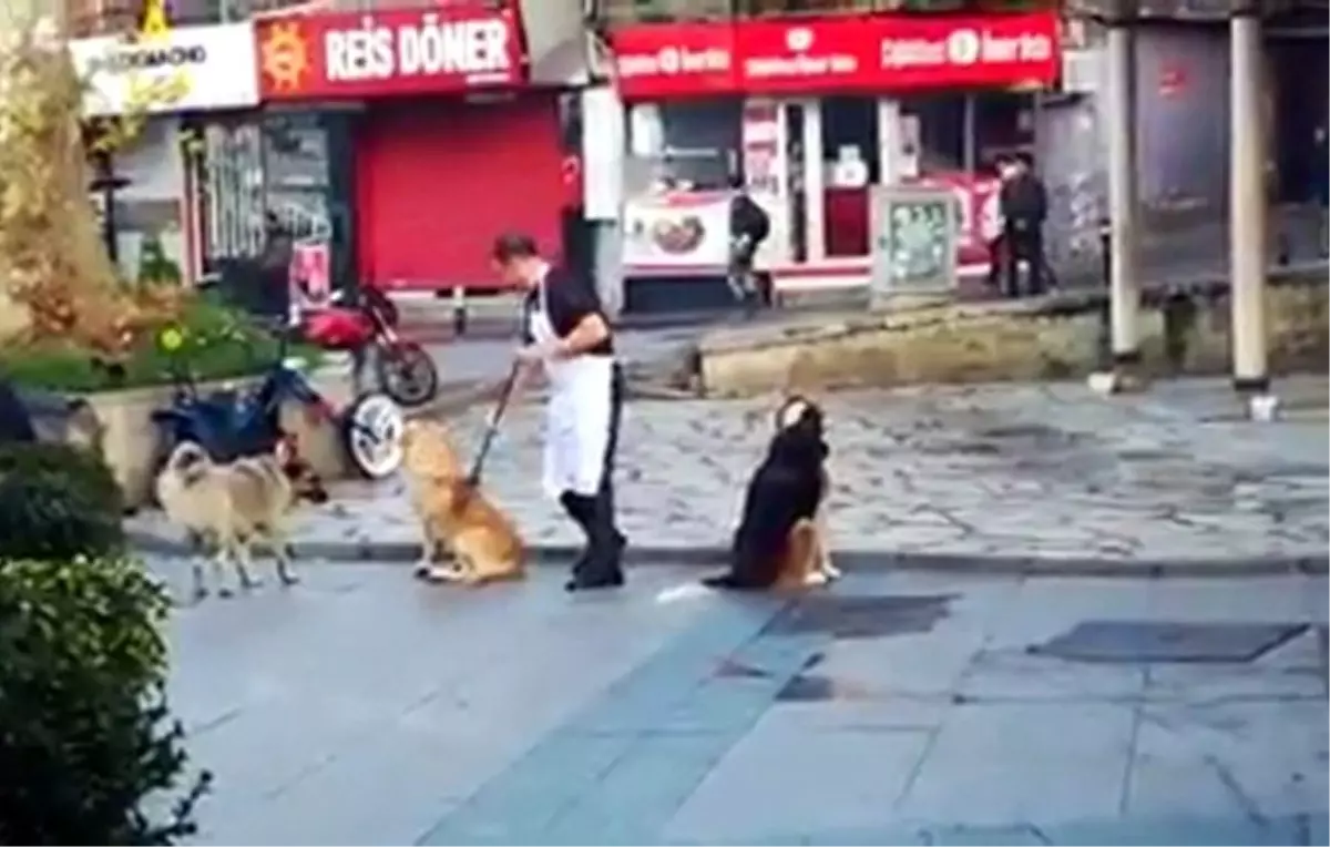 Vatandaşın süpürge ile masaj yaptığı köpeklerin iç ısıtan halleri kamerada