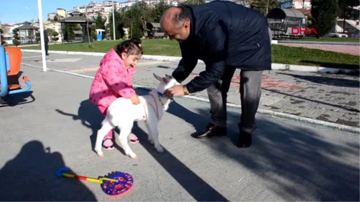 Zonguldak yavru keçiye bebek gibi bakıyor