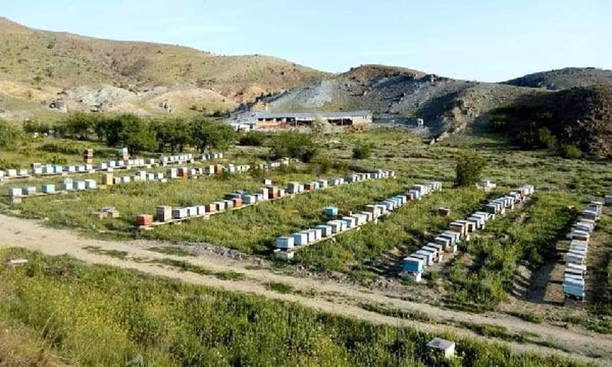 Arıların verimini artırmak için 1700 lavanta ekti