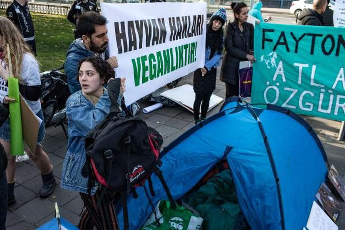İBB önünde fayton protestosu; hayvanseverler çadır kurdu