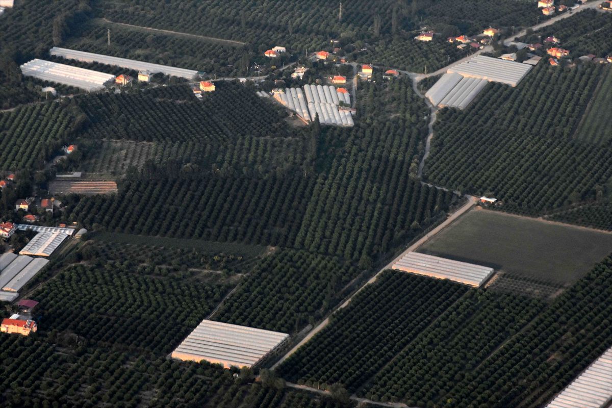Limonda verim azaldı