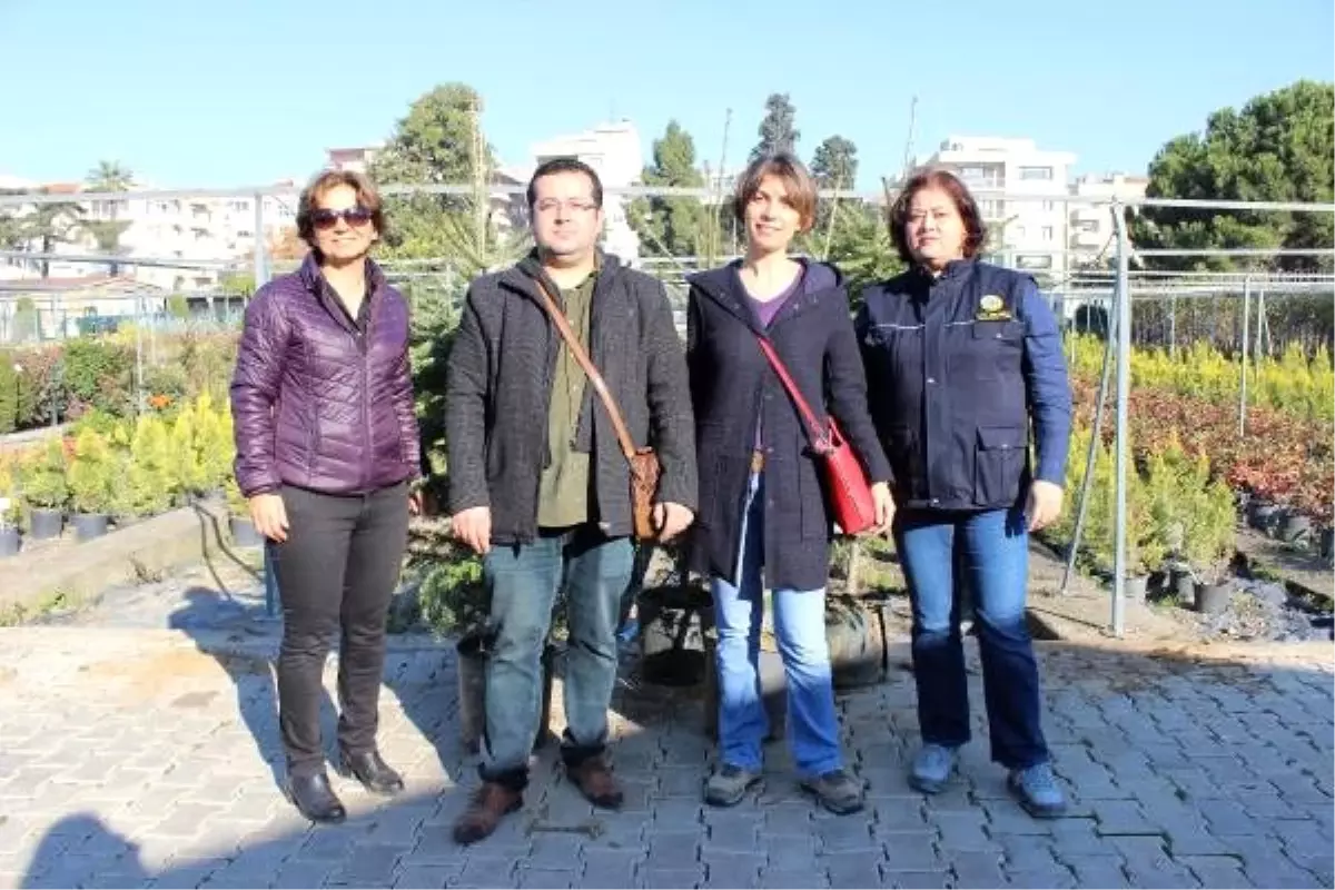 Orman Bölge Müdürlüğü, yılbaşı ağacı olması için göknar fidanı yetiştirdi