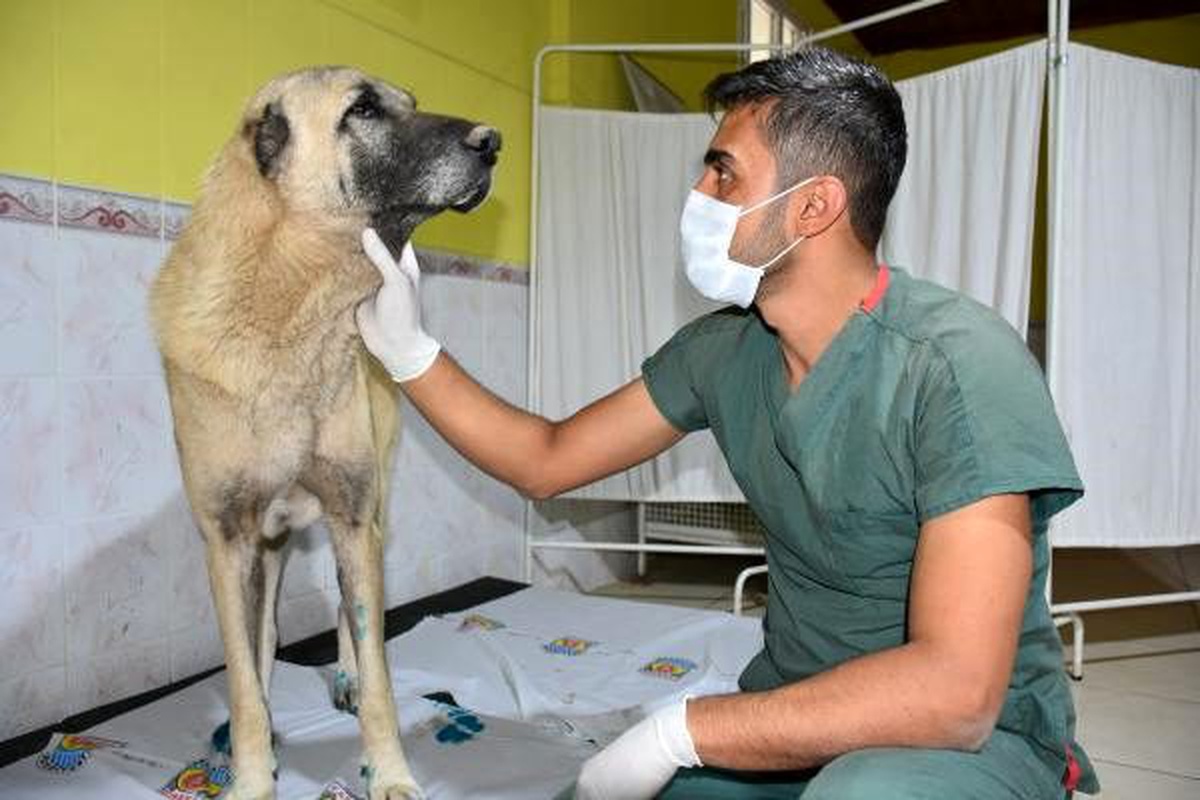 Otomobil arkasında sürüklenen köpek, tedaviye alındı