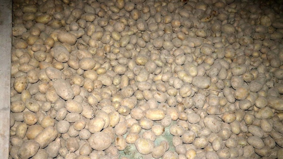 Patates üreticisini sevindirecek gelişme