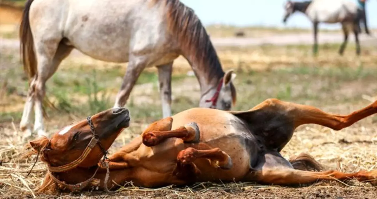 Büyükada\'nın karantinaya alınmasına sebep olan ruam hastalığı nedir?