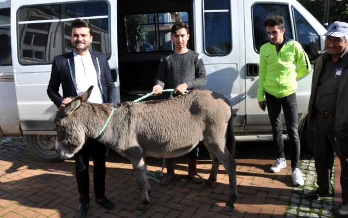 Yayladaki başıboş eşeği kurtarıp, barınağa teslim ettiler