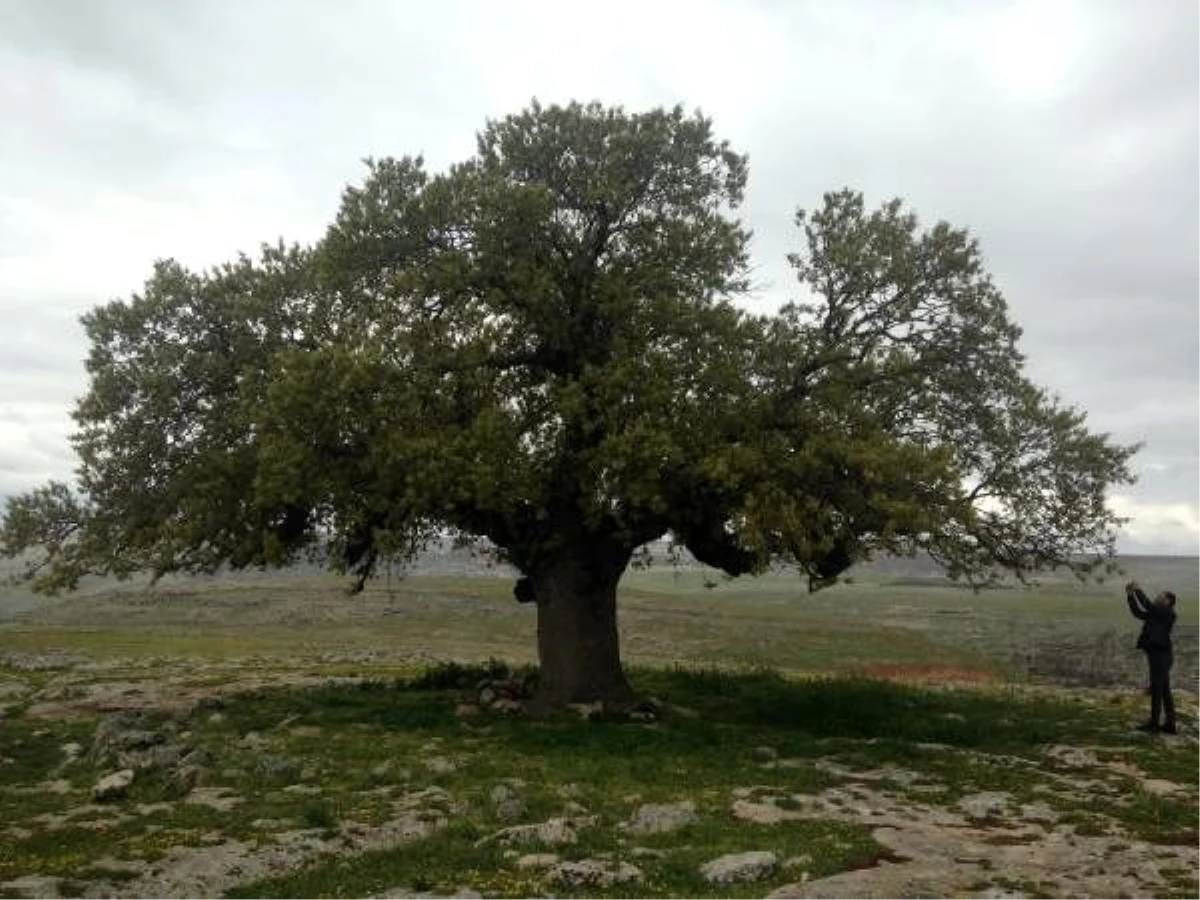 250 yıllık meşe ağacına koruma kararı