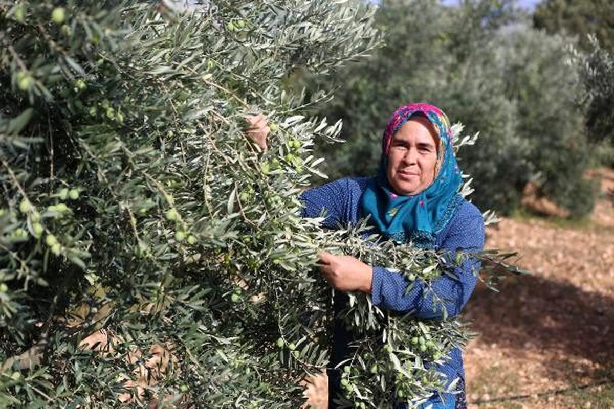 3 çocuk annesi, destekle zeytinyağı üretip, ihraç etmeye başladı