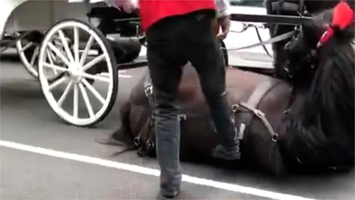 Avustralya\'da bitkin düşmüş atı tekmeleyen faytoncu tepki çekti