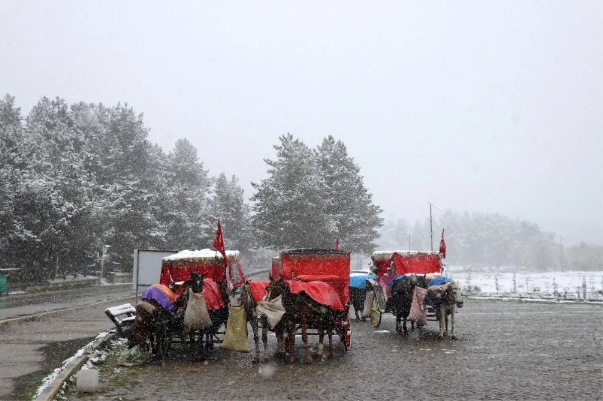 Bolu\'da, Ruam hastalığı şüphesiyle 8 at karantinaya alındı