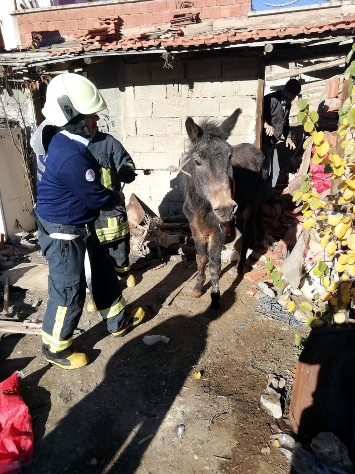 Çöken ahırın altında kalan katırı itfaiye kurtardı