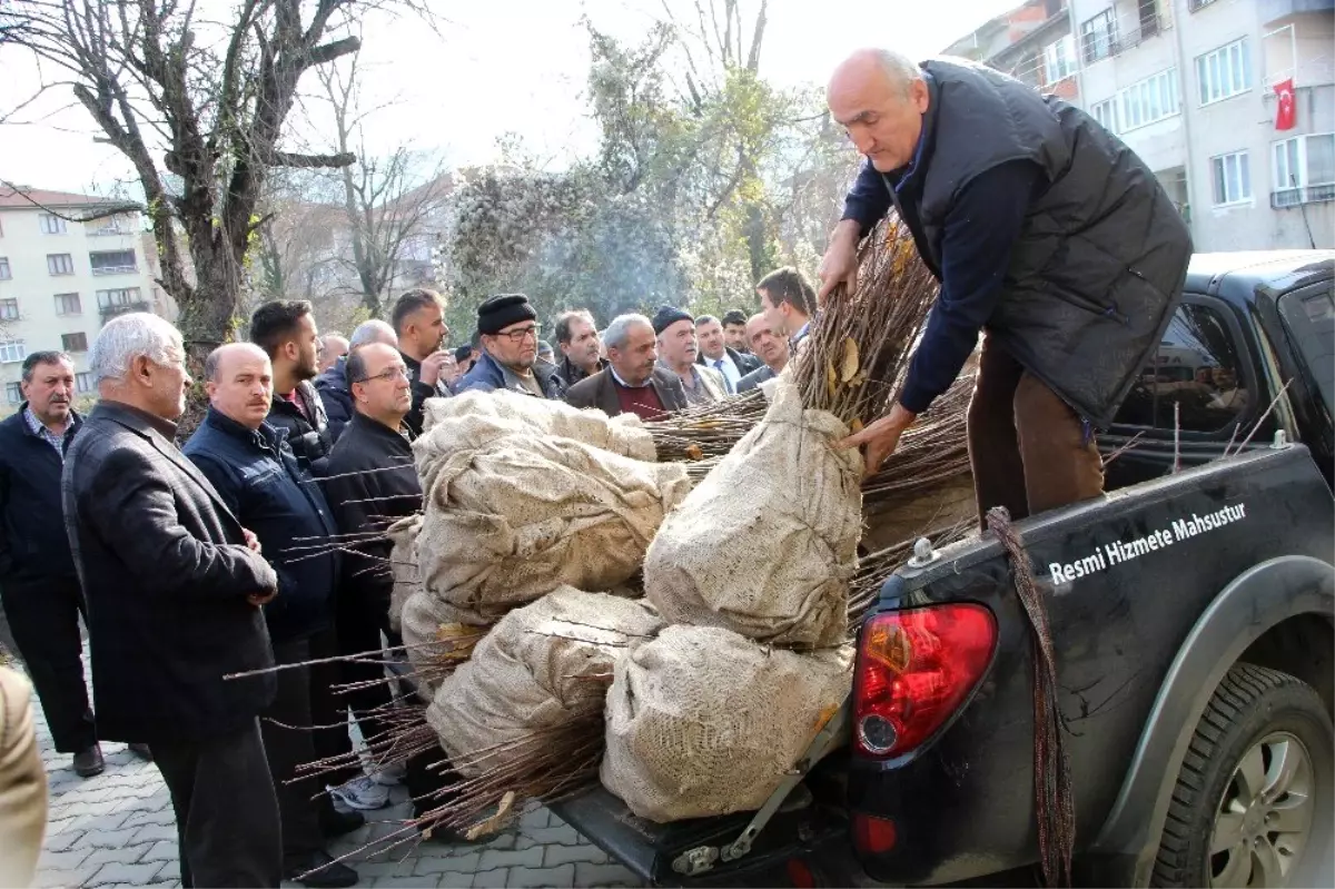 Devrek\'te çiftçilere yönelik kestane fidanı dağıtımı gerçekleştirildi
