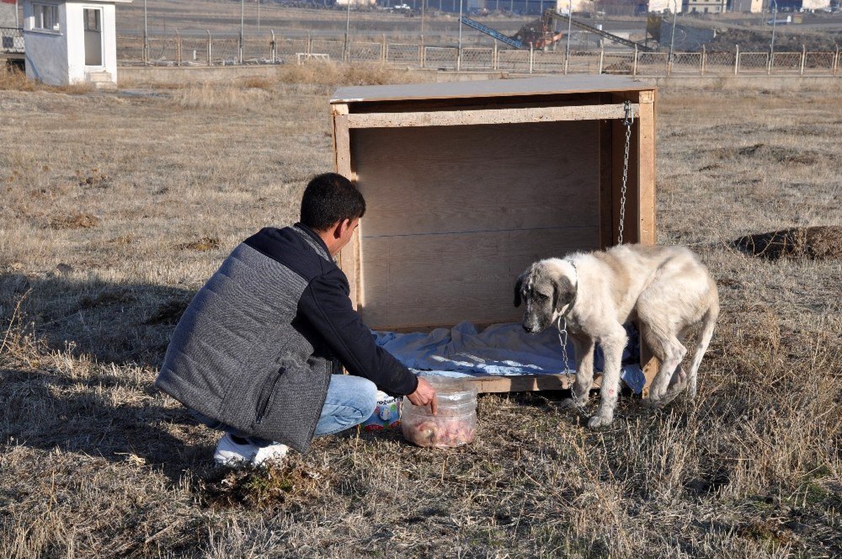 Eziyet edilen \'Şeker\' köpek artık kaymakamlık konutunda