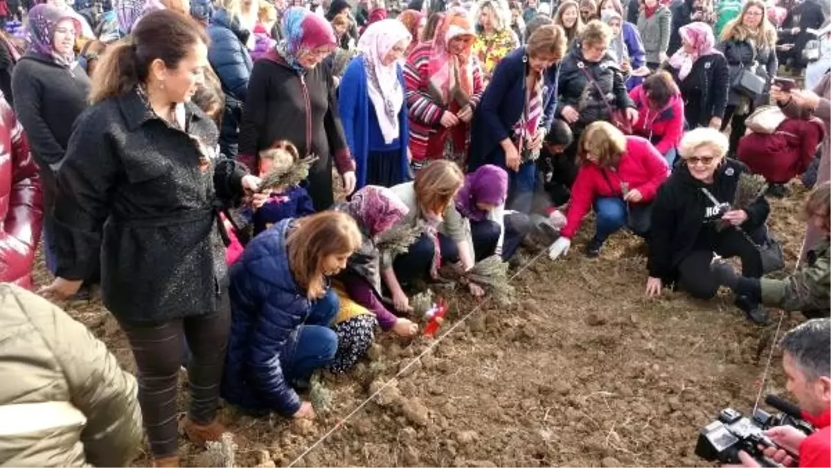 İzmit Kadın Kooperatifi, 23 bin lavantayı toprakla buluşturdu