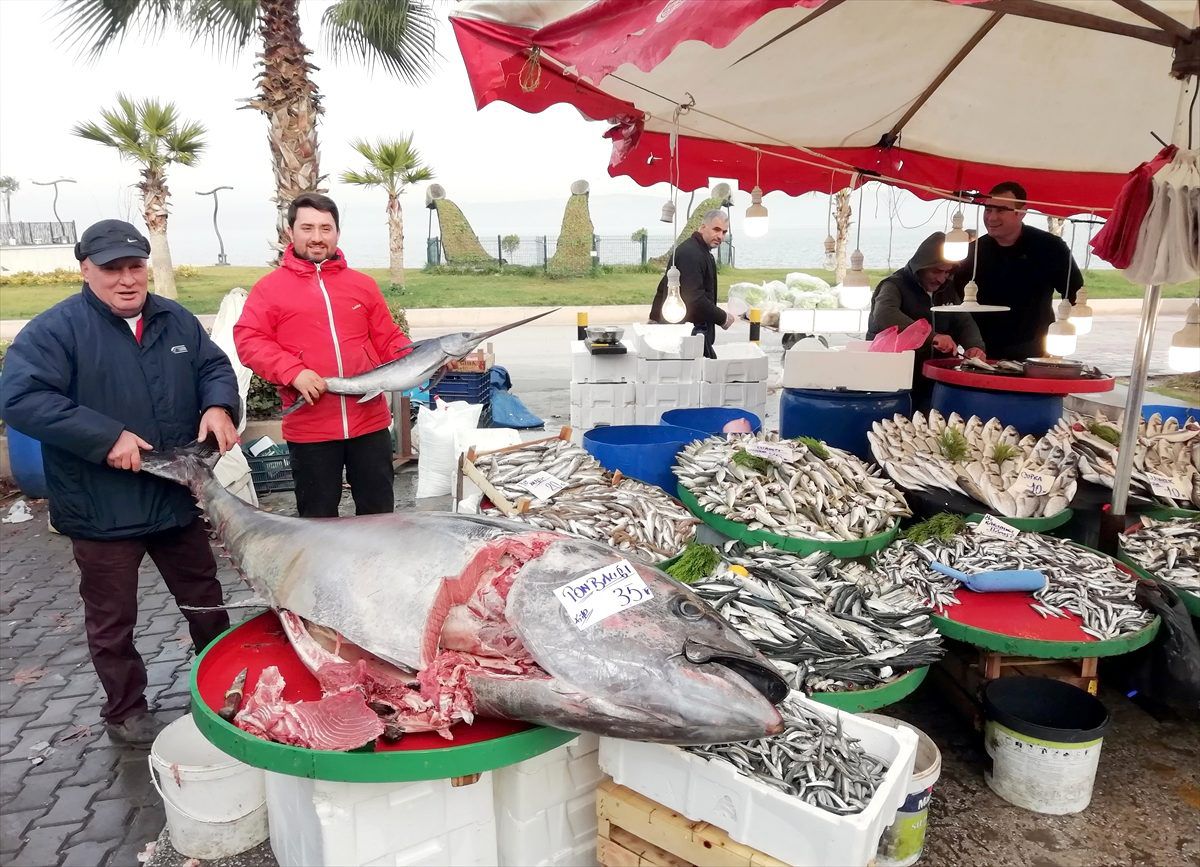 Kocaeli\'de 380 kilogramlık balık ilgi odağı oldu