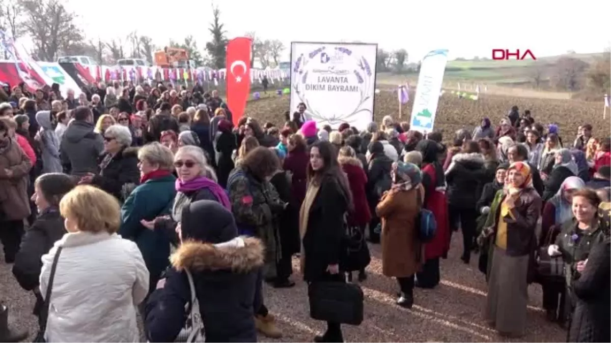 Kocaeli-izmit kadın kooperatifi 23 bin lavantayı toprakla buluşturdu