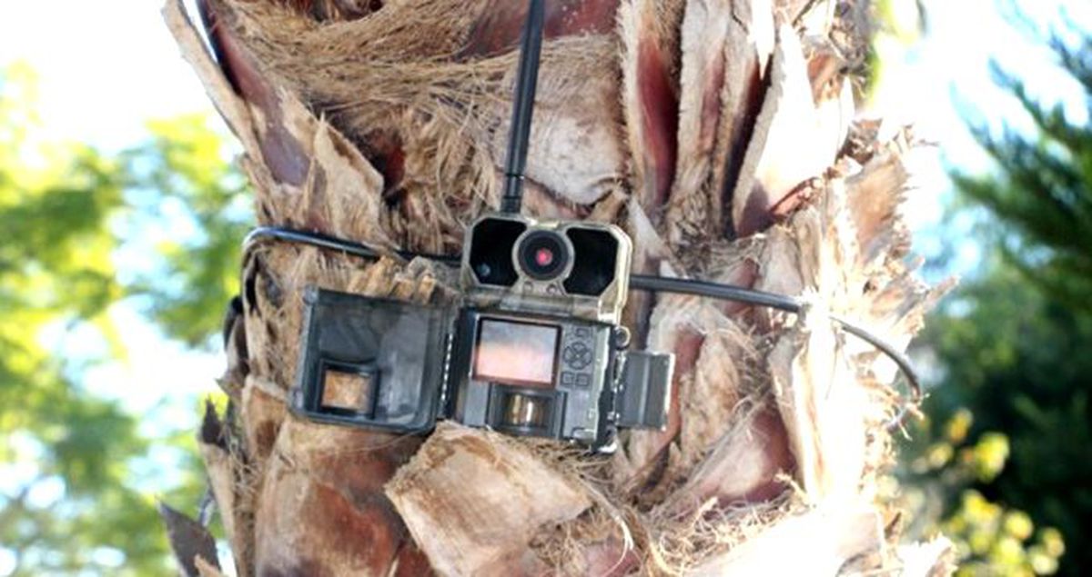 Manavgat'ın ormanları kızılötesi görüntü alabilen foto kapanlar koruyacak